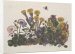 Purple and White Violets, Daisy, Celandine and Forget-me-not by Ursula Hodgson