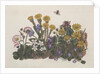 Purple and White Violets, Daisy, Celandine and Forget-me-not by Ursula Hodgson