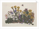 Purple and White Violets, Daisy, Celandine and Forget-me-not by Ursula Hodgson