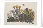 Purple and White Violets, Daisy, Celandine and Forget-me-not by Ursula Hodgson