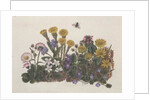 Purple and White Violets, Daisy, Celandine and Forget-me-not by Ursula Hodgson