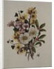 Skimia Japonica, Hammemelus, Viburnum and Hellebore by Ursula Hodgson