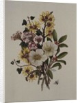 Skimia Japonica, Hammemelus, Viburnum and Hellebore by Ursula Hodgson