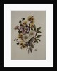 Skimia Japonica, Hammemelus, Viburnum and Hellebore by Ursula Hodgson