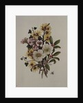 Skimia Japonica, Hammemelus, Viburnum and Hellebore by Ursula Hodgson