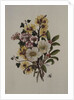 Skimia Japonica, Hammemelus, Viburnum and Hellebore by Ursula Hodgson