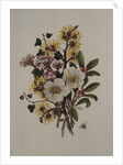 Skimia Japonica, Hammemelus, Viburnum and Hellebore by Ursula Hodgson