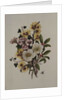 Skimia Japonica, Hammemelus, Viburnum and Hellebore by Ursula Hodgson