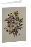 Skimia Japonica, Hammemelus, Viburnum and Hellebore by Ursula Hodgson