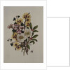 Skimia Japonica, Hammemelus, Viburnum and Hellebore by Ursula Hodgson