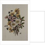 Skimia Japonica, Hammemelus, Viburnum and Hellebore by Ursula Hodgson