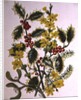 Holly, Winter Jasmine, Heath and Mistletoe by Ursula Hodgson
