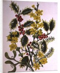 Holly, Winter Jasmine, Heath and Mistletoe by Ursula Hodgson