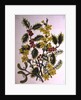 Holly, Winter Jasmine, Heath and Mistletoe by Ursula Hodgson