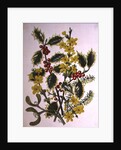 Holly, Winter Jasmine, Heath and Mistletoe by Ursula Hodgson