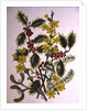 Holly, Winter Jasmine, Heath and Mistletoe by Ursula Hodgson