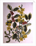 Holly, Winter Jasmine, Heath and Mistletoe by Ursula Hodgson