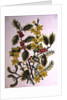 Holly, Winter Jasmine, Heath and Mistletoe by Ursula Hodgson