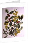 Holly, Winter Jasmine, Heath and Mistletoe by Ursula Hodgson