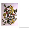 Holly, Winter Jasmine, Heath and Mistletoe by Ursula Hodgson