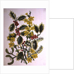 Holly, Winter Jasmine, Heath and Mistletoe by Ursula Hodgson
