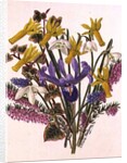 Snowdrop, Narcissus Cyclamineus, Iris Reticulata and Grape Hyacinth by Ursula Hodgson