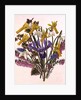 Snowdrop, Narcissus Cyclamineus, Iris Reticulata and Grape Hyacinth by Ursula Hodgson