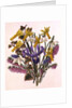 Snowdrop, Narcissus Cyclamineus, Iris Reticulata and Grape Hyacinth by Ursula Hodgson
