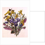 Snowdrop, Narcissus Cyclamineus, Iris Reticulata and Grape Hyacinth by Ursula Hodgson