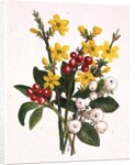 Snowberries, Dogwood and Jasmine by Ursula Hodgson