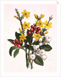 Snowberries, Dogwood and Jasmine by Ursula Hodgson