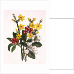 Snowberries, Dogwood and Jasmine by Ursula Hodgson