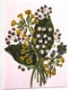 Lily of the Valley and Cowslips by Ursula Hodgson