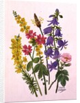 Bluebells, Broom, Herb Robert and other wild flowers by Ursula Hodgson