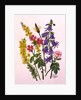 Bluebells, Broom, Herb Robert and other wild flowers by Ursula Hodgson