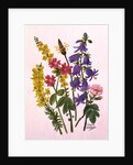 Bluebells, Broom, Herb Robert and other wild flowers by Ursula Hodgson