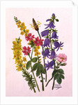 Bluebells, Broom, Herb Robert and other wild flowers by Ursula Hodgson