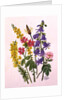 Bluebells, Broom, Herb Robert and other wild flowers by Ursula Hodgson