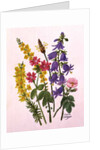 Bluebells, Broom, Herb Robert and other wild flowers by Ursula Hodgson