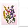 Bluebells, Broom, Herb Robert and other wild flowers by Ursula Hodgson