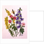 Bluebells, Broom, Herb Robert and other wild flowers by Ursula Hodgson