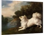 Spaniel belonging to painter Cosway chasing a butterfly, 1775 by George Stubbs