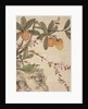 One of a series of paintings of birds and fruit, late 19th century by Guochen Wang