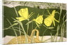Daffodils by Valerie Daniel