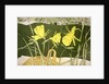 Daffodils by Valerie Daniel
