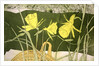 Daffodils by Valerie Daniel