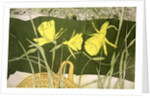 Daffodils by Valerie Daniel