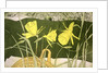 Daffodils by Valerie Daniel