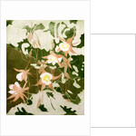 Columbines by Valerie Daniel