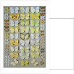 Papuan Butterflies 1, 1917-18 by Marian Ellis Rowan